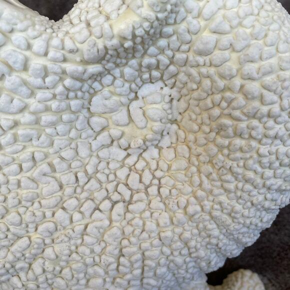 Royal Haeger Shell Vase Nautilus Textured Pebbled Cornucopia Nautical Sea READ - Picture 4 of 16